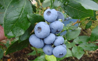 Mga pakinabang ng mga blueberry para sa mga buntis na kababaihan