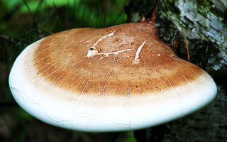 Fungo esca di betulla: proprietà utili, uso nella medicina tradizionale