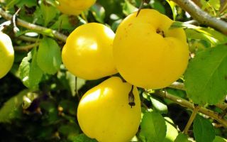 Manfaat dan kemudaratan quince, sifat perubatan