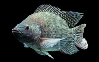 Vis tilapia (telapia): voor- en nadelen, waar het wordt gevonden, beoordelingen