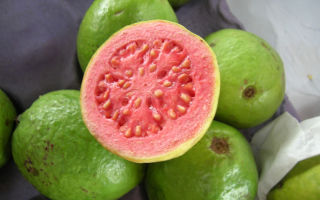 Guava: fordele og skader på kroppen