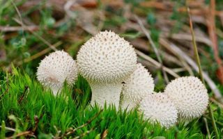 Regnfrakke: sammensætningen af ​​den spiselige svampe, hvor den vokser, nyttige egenskaber