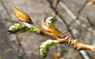 Birch buds: useful properties, collection and application