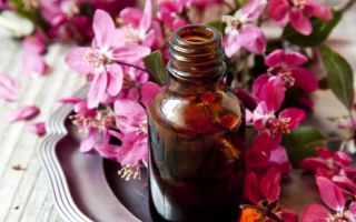 Geraniumolie: aromaterapi, egenskaber og anvendelse i kosmetologi, gynækologi