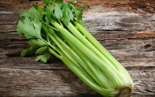 Celer: korisna svojstva i kontraindikacije
