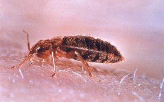Paano mabilis na alisin ang mga bedbugs sa bahay