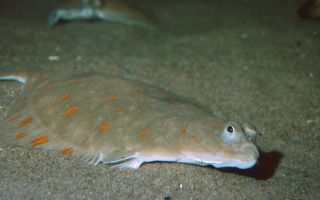 Mga kapaki-pakinabang na katangian ng flounder
