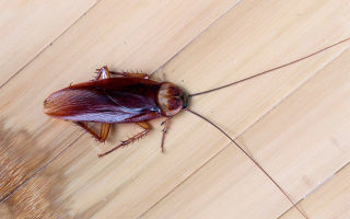 Hoe je voor altijd kakkerlakken uit een appartement kunt krijgen