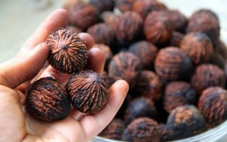Musta pähkinä: hyödyt ja haitat, käyttö ja valokuvat