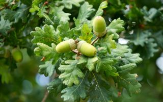 Composition, medicinal properties and use of oak leaves