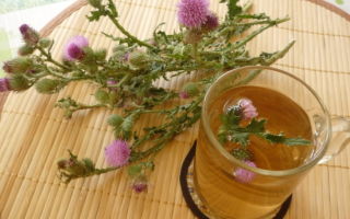 Milk thistle oil: useful properties and contraindications, instructions for use