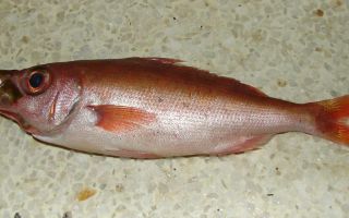 Ikan bermata merah: keterangan, foto dan kandungan kalori