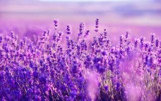 Lavender: kapaki-pakinabang at nakapagpapagaling na mga katangian, contraindications