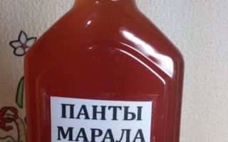 Bois (cornes) de l'Altaï maral: propriétés médicinales et contre-indications pour les hommes