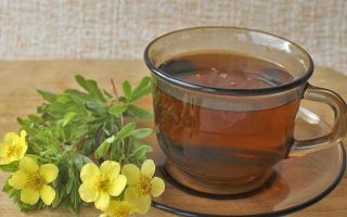 Arbusto de té Kuril (cinco hojas): propiedades útiles, foto