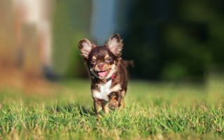 Vitamin untuk Chihuahuas: dengan pemakanan semula jadi, untuk bulu