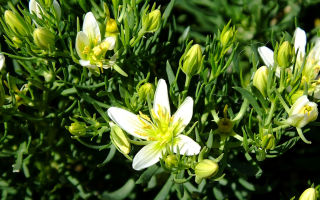 Cimetière d'herbe (harmala): propriétés médicinales, où il pousse, description, contre-indications, utilisation en médecine populaire, photo