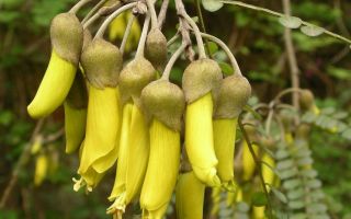 Fruits japonais Sophora: propriétés médicinales et contre-indications, avis