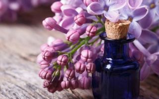 Comment faire, les avantages et les inconvénients de l'huile de lilas
