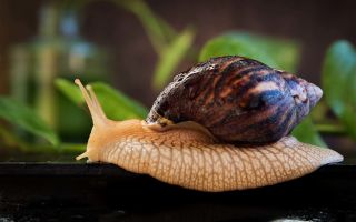Pourquoi les escargots Achatina sont-ils utiles, propriétés, photos et avis