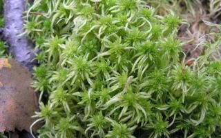 Turba yosunu (sphagnum): kompozisyon, faydalar, tıbbi özellikler, uygulama
