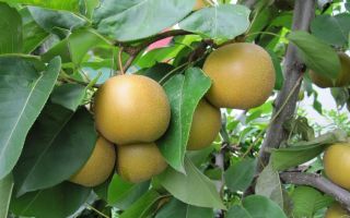 Kiinalainen päärynä: hyödylliset ominaisuudet ja kalorit