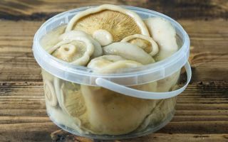 Hvorfor svampe med saltmælk er nyttige