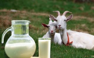 Sữa dê: đặc tính hữu ích và chống chỉ định