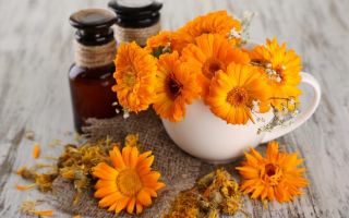 Ringelblume: nützliche Eigenschaften und Kontraindikationen, von denen es hilft