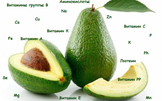 Nyttige egenskaber og kontraindikationer af avocado