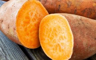 Zoete aardappel-yam: gunstige eigenschappen en contra-indicaties
