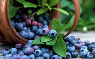 Blueberry kepada kanak-kanak: pada usia berapa anda boleh memberikannya, bagaimana ia berguna