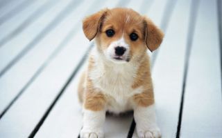 Vitamini za štenad: male, velike i srednje pasmine