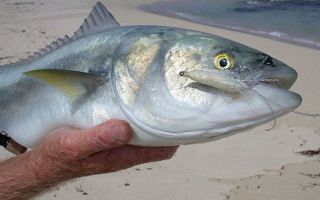 Fordelene ved kahawai fisk: beskrivelse og foto, smag