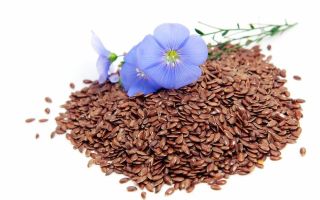 Flaxseed: kebaikan dan keburukan, cara penggunaan