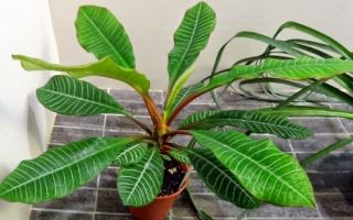 Euphorbia: hữu ích và dược tính, chống chỉ định