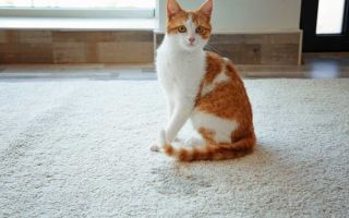 Cum să elimini mirosul de urină de pisică de pe podea