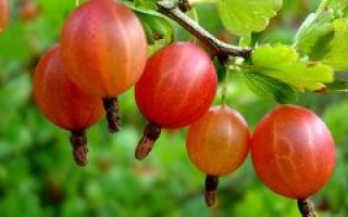 Stikkelsbær: nyttige egenskaber og kontraindikationer