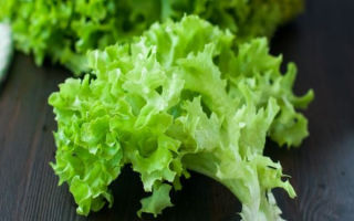 Sundhedsmæssige fordele og skader ved salat