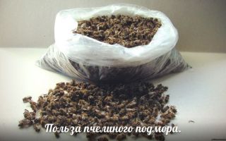 Bee podmore: fordele og skader, hvordan man tager