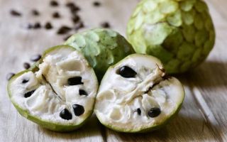 Cherimoya: gyümölcs, íz, kalóriatartalom fényképe, vélemények