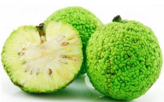 Maclura (Ádám alma): gyógyászati ​​tulajdonságok, receptek, ellenjavallatok