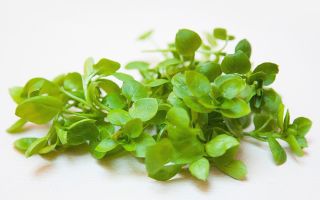 Woodlice herb: medicinske egenskaber, kontraindikationer, hvorfra planten hjælper, foto