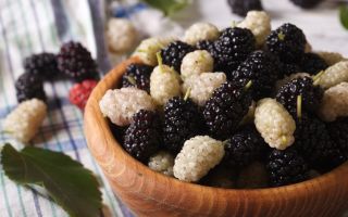 Đặc tính hữu ích của mulberry (dâu tằm), chống chỉ định, đánh giá