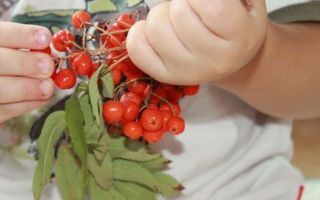 Red mountain ash: benefits and harms, medicinal properties, what to cook