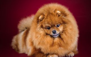 Vitamiinit Pomeranian koirille: mitkä ovat parempia, arvostelut