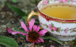 Fordelene og skaderne ved echinacea te