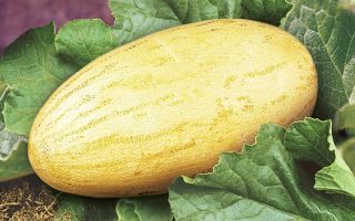 ¿Qué es el melón torpedo útil para el cuerpo?