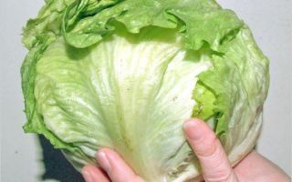 ทำไม Iceberg Salad จึงมีประโยชน์?