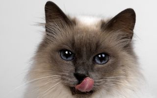Vitamines pour les poils de chat: que donner, avis